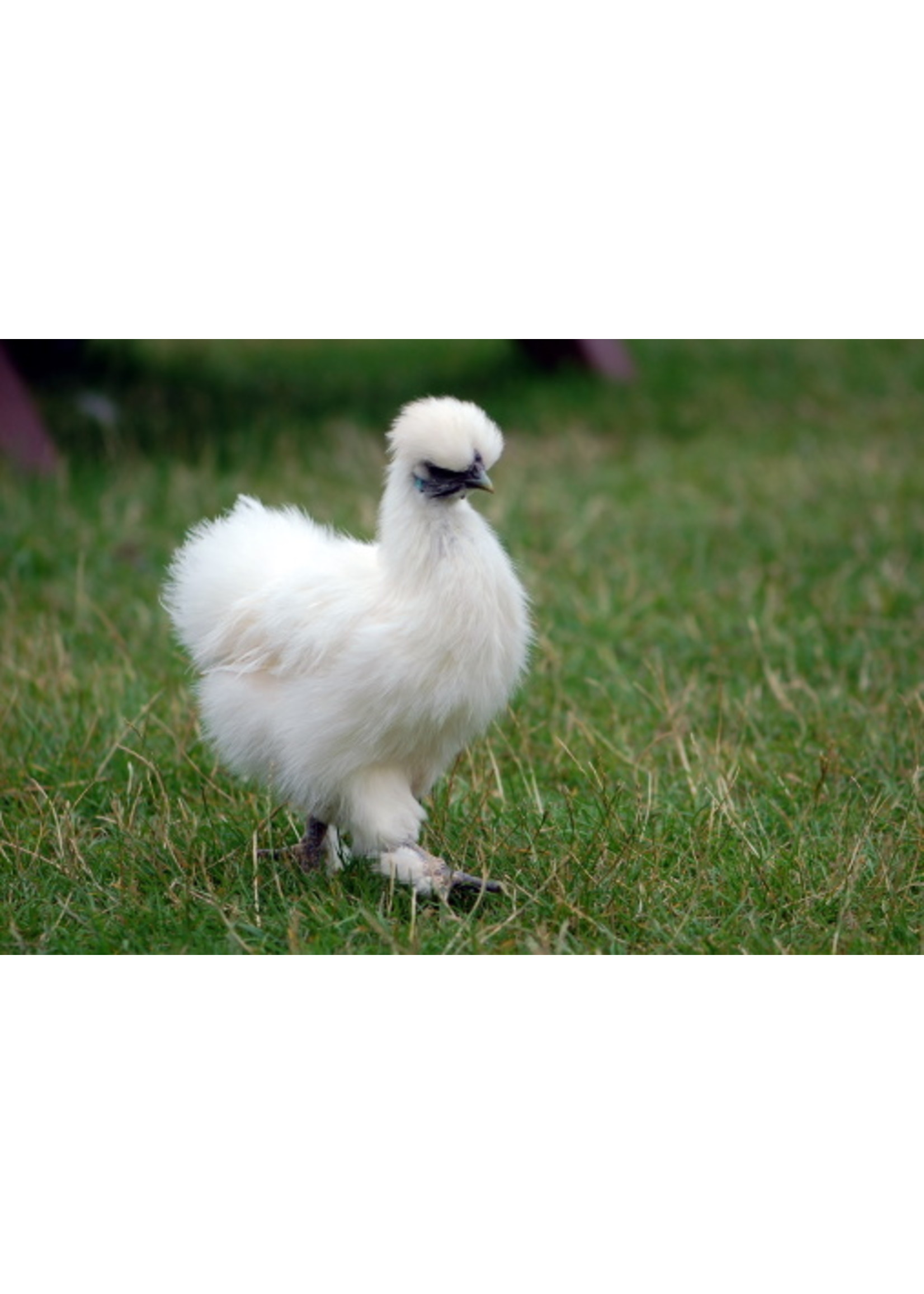 Silkie chicken