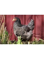 Poule pondeuse coucou