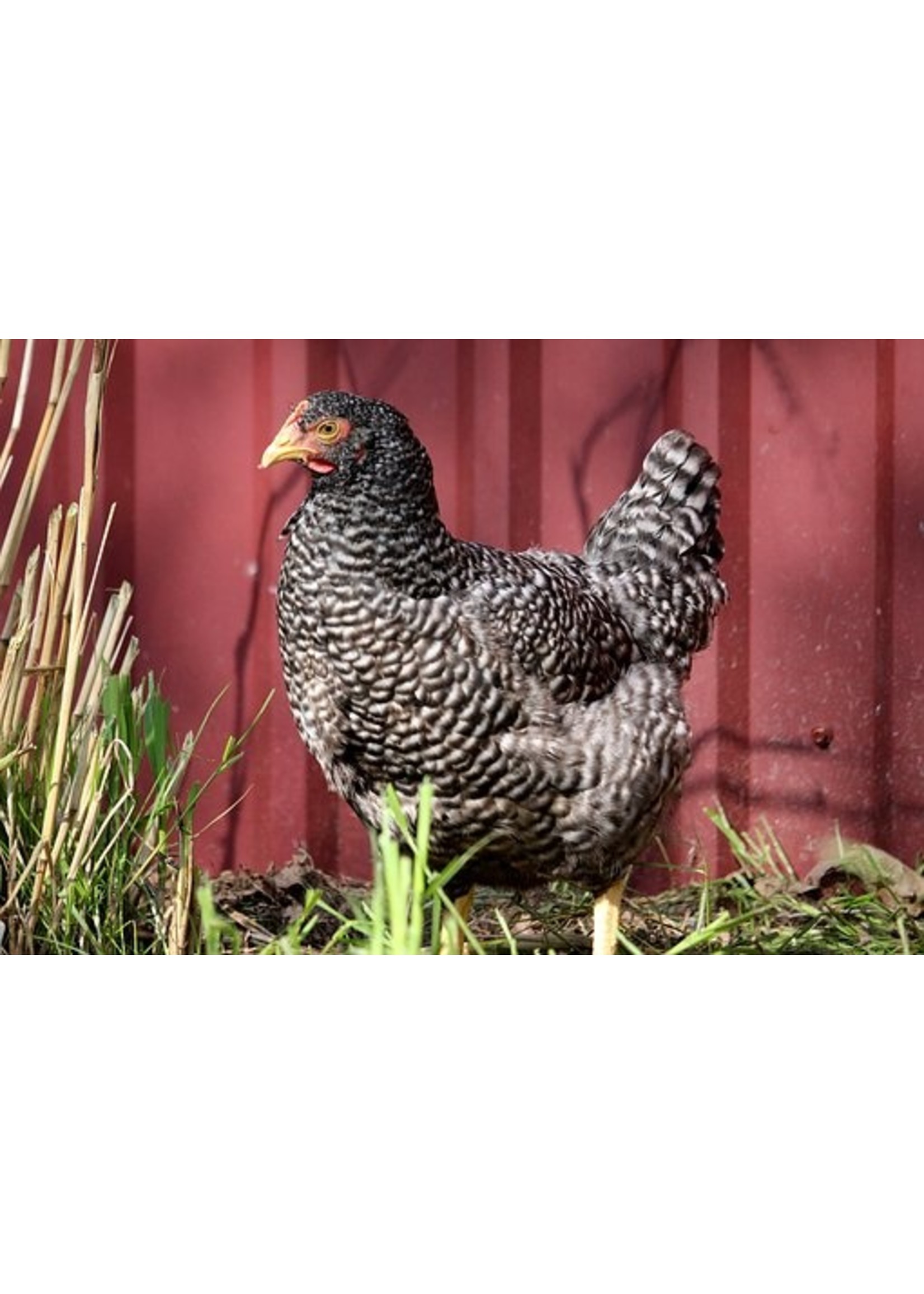 Poule pondeuse coucou - bonne pondeuse au plumage coucou et aux œufs bruns