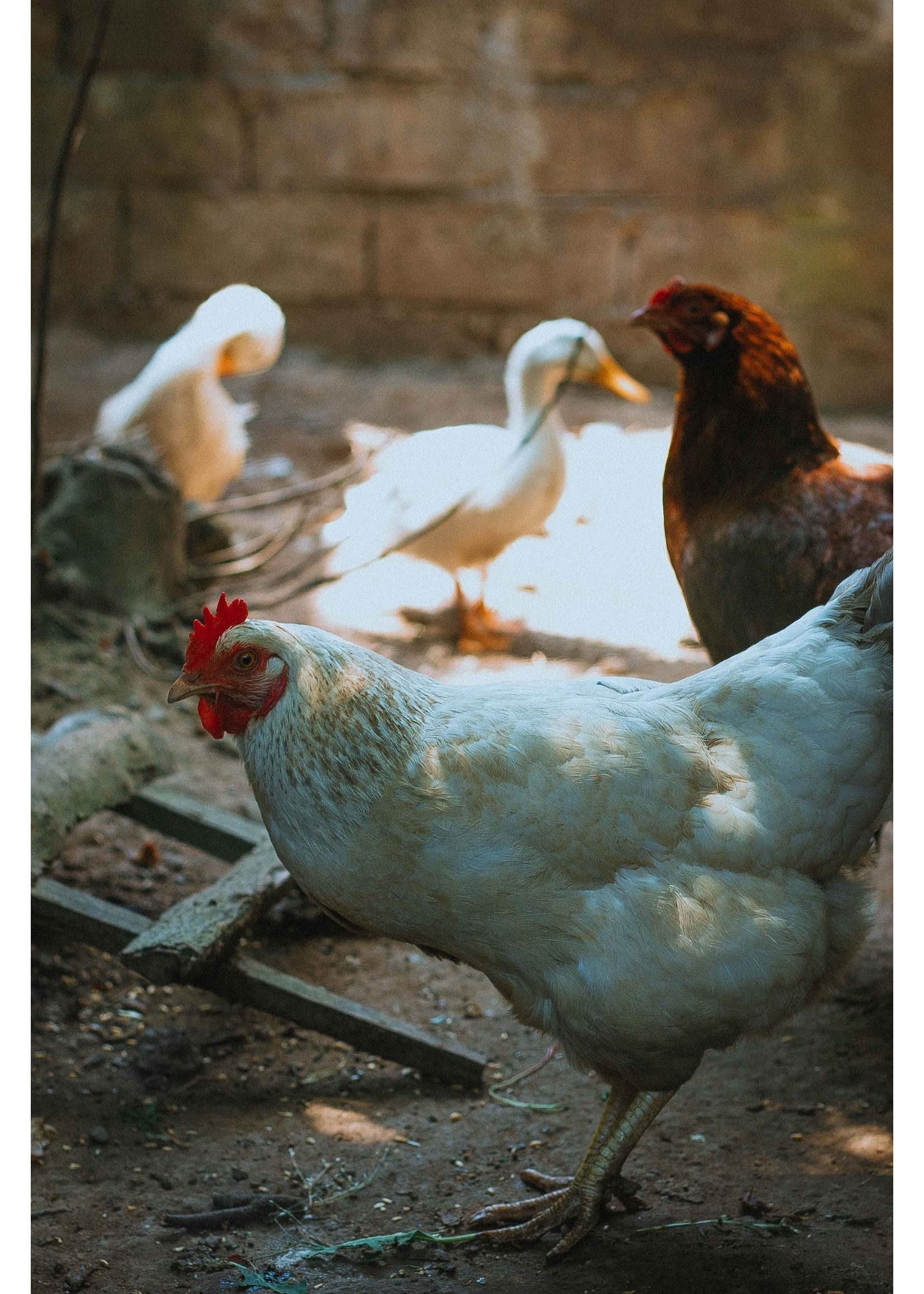 White Sussex laying hen - calm and versatile chicken with light brown eggs
