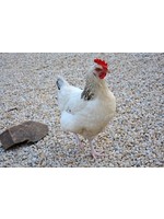Poule pondeuse Sussex blanche
