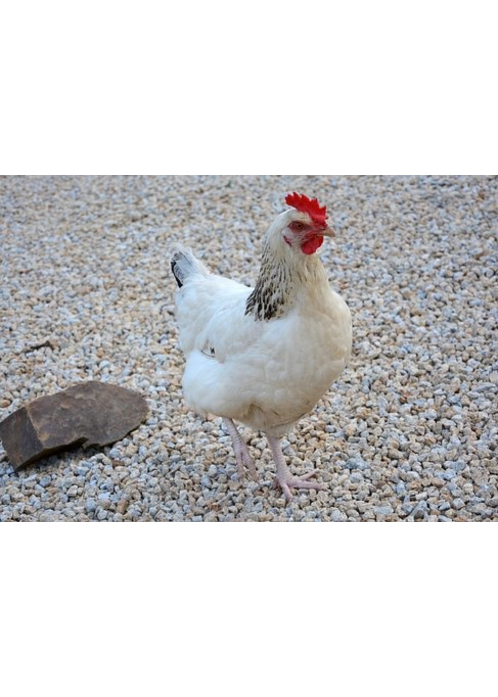 White Sussex laying hen - calm and versatile chicken with light brown eggs
