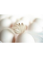 Poule pondeuse blanche