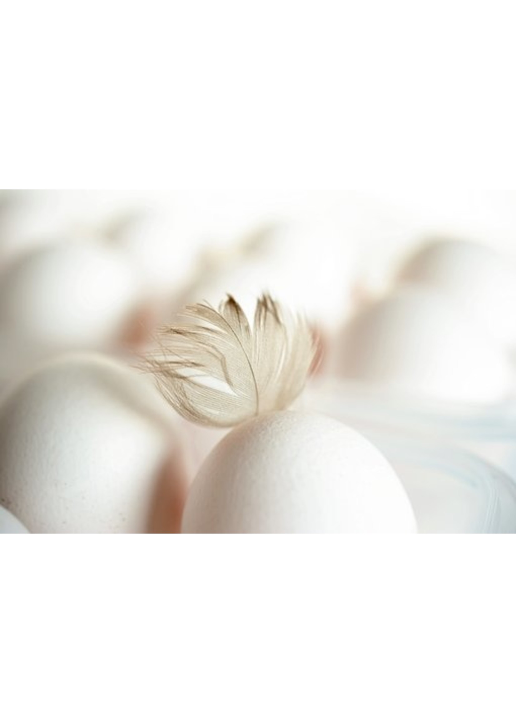 Poule pondeuse Leghorn blanche - pondeuse active aux nombreux œufs blancs