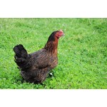 Black laying hen