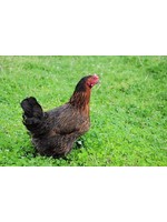 Black laying hen