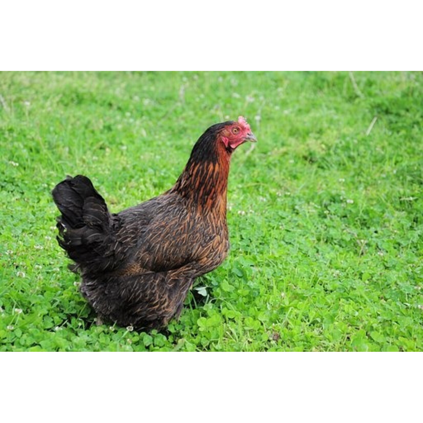 Black Harco laying hen - calm productive layer with brown eggs