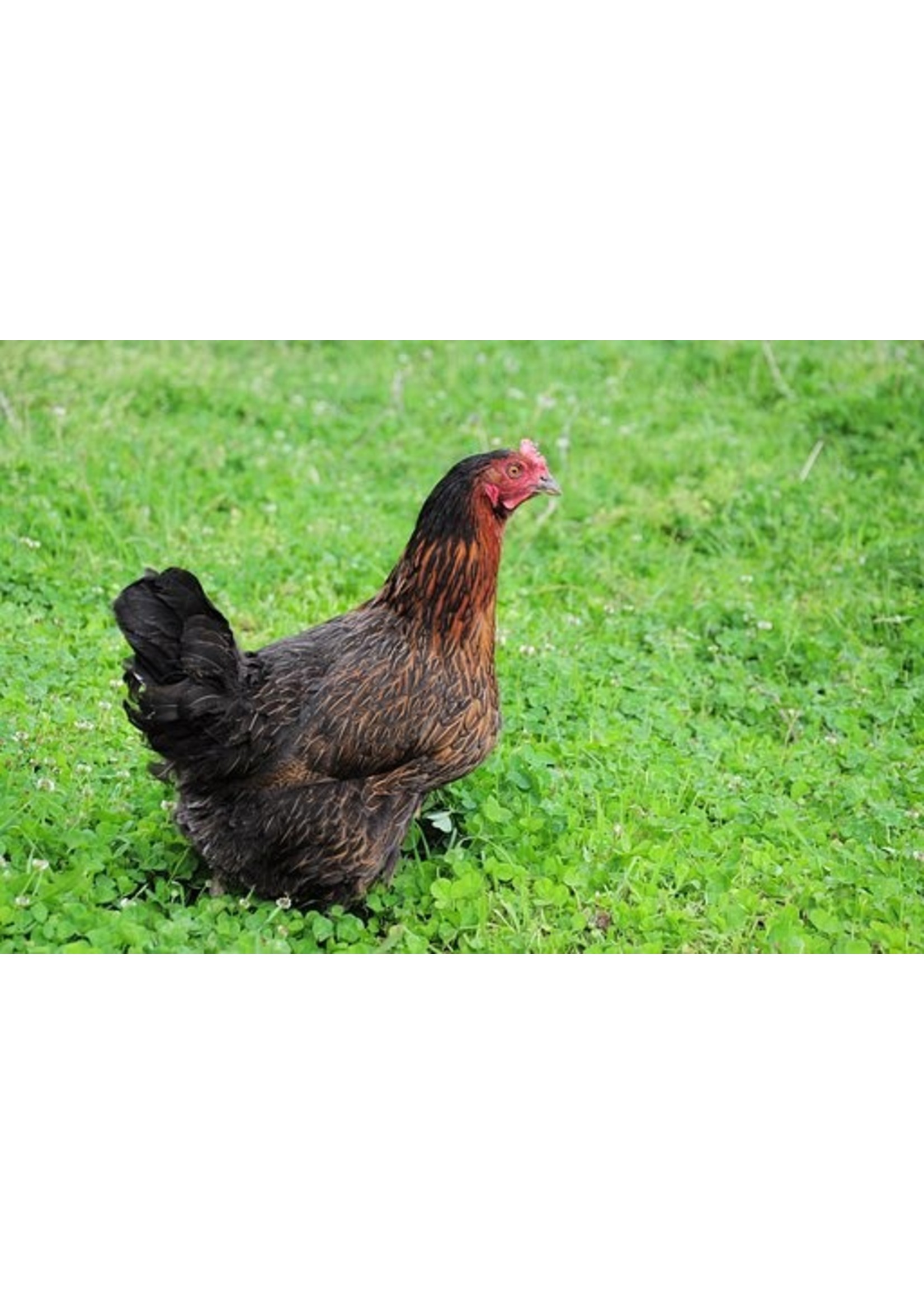 Poule pondeuse Harco noire - poule calme et productive aux œufs bruns