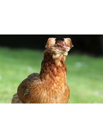 Poule d'ornement Araucana