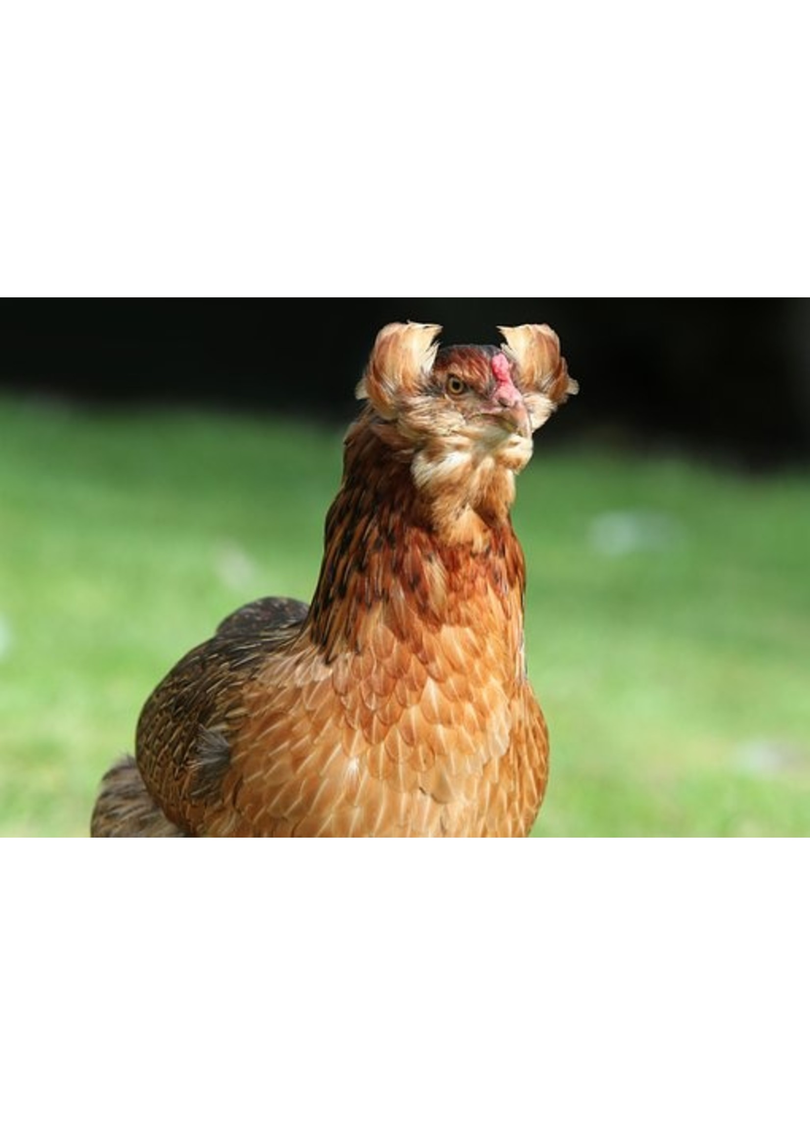Araucana ornamental chicken - distinctive hen with blue-green eggs and an active nature