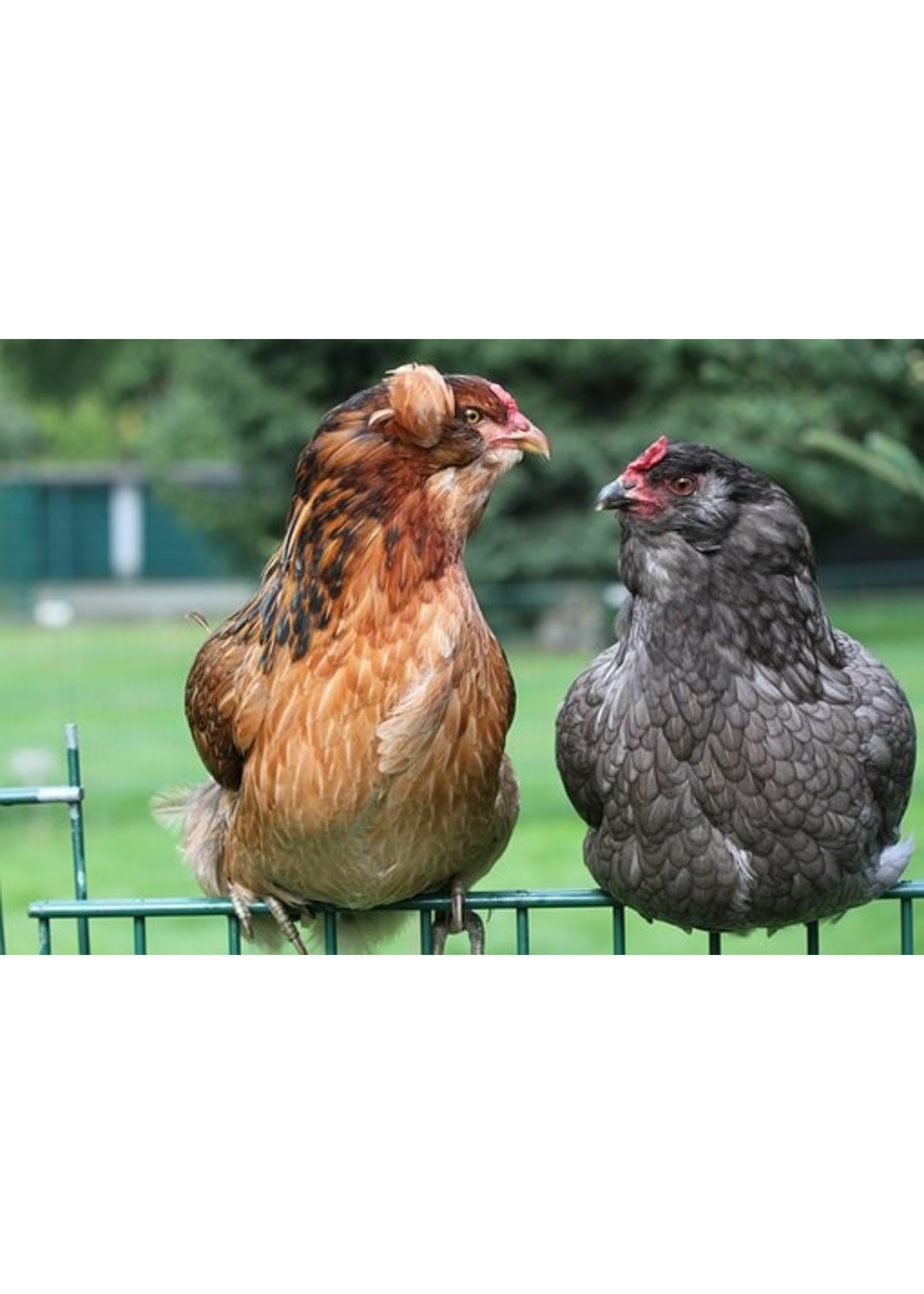 Poule d'ornement Araucana - poule originale aux œufs bleu-vert et au caractère actif