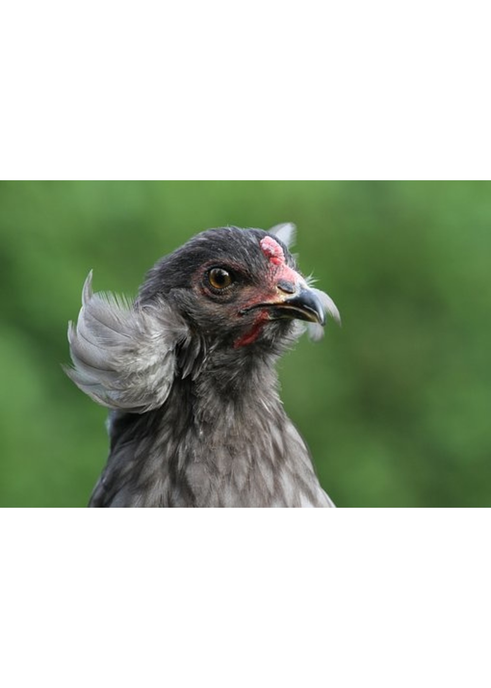 Poule d'ornement Araucana - poule originale aux œufs bleu-vert et au caractère actif