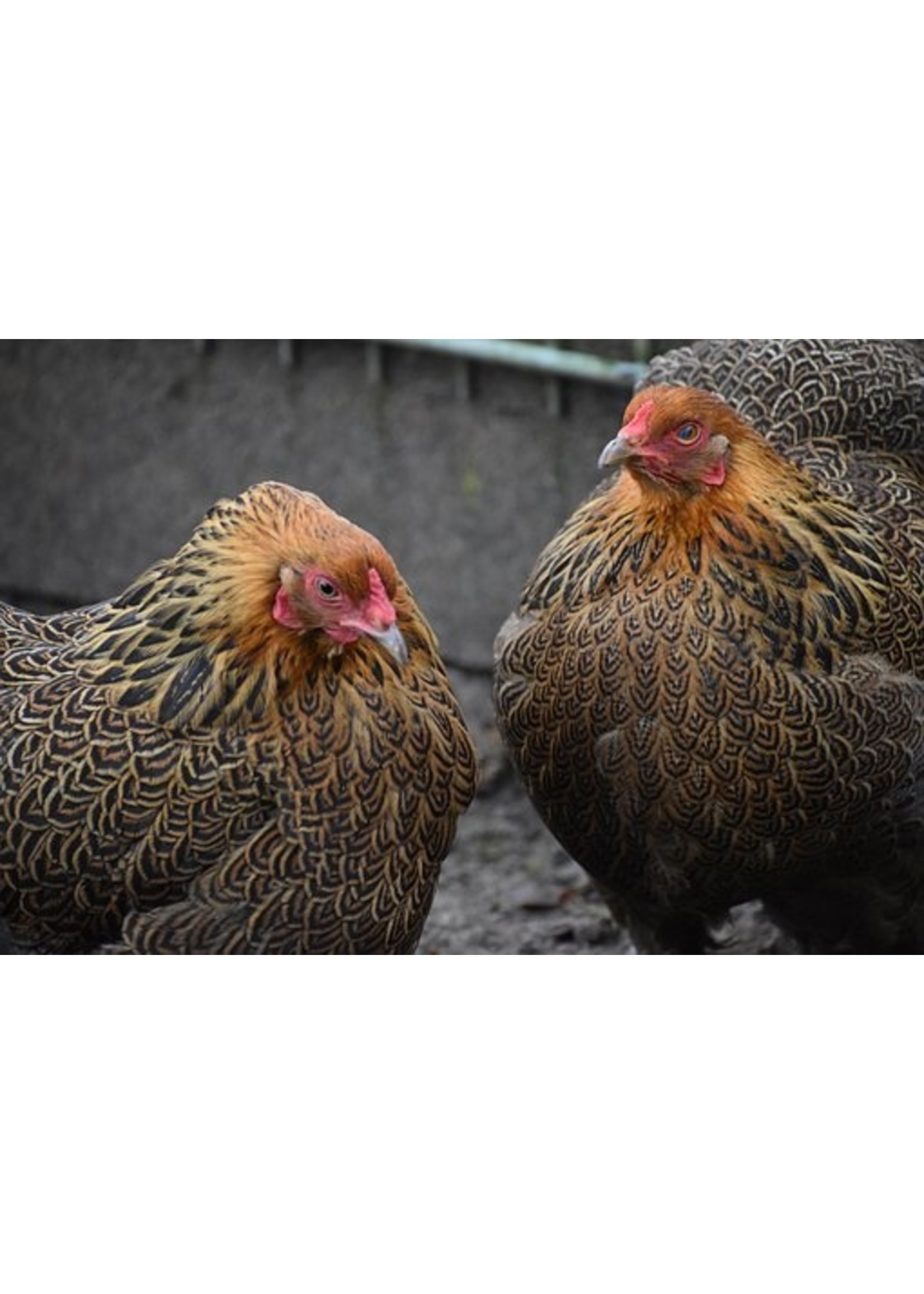 Brahma ornamental chicken - impressive giant breed with feathered legs and gentle temperament