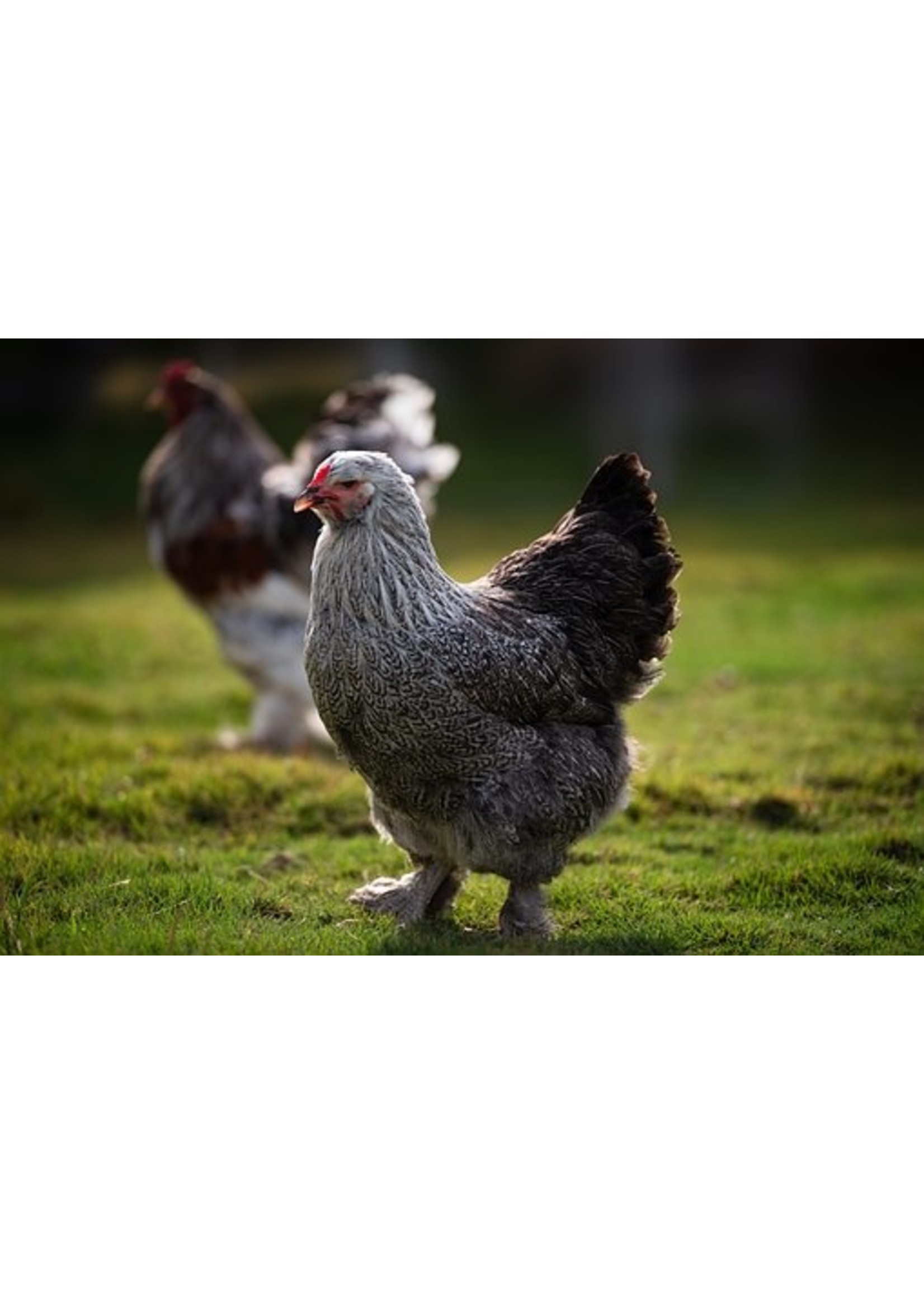 Brahma ornamental chicken - impressive giant breed with feathered legs and gentle temperament
