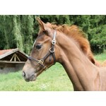 Foal Head-Collar Eco Leather