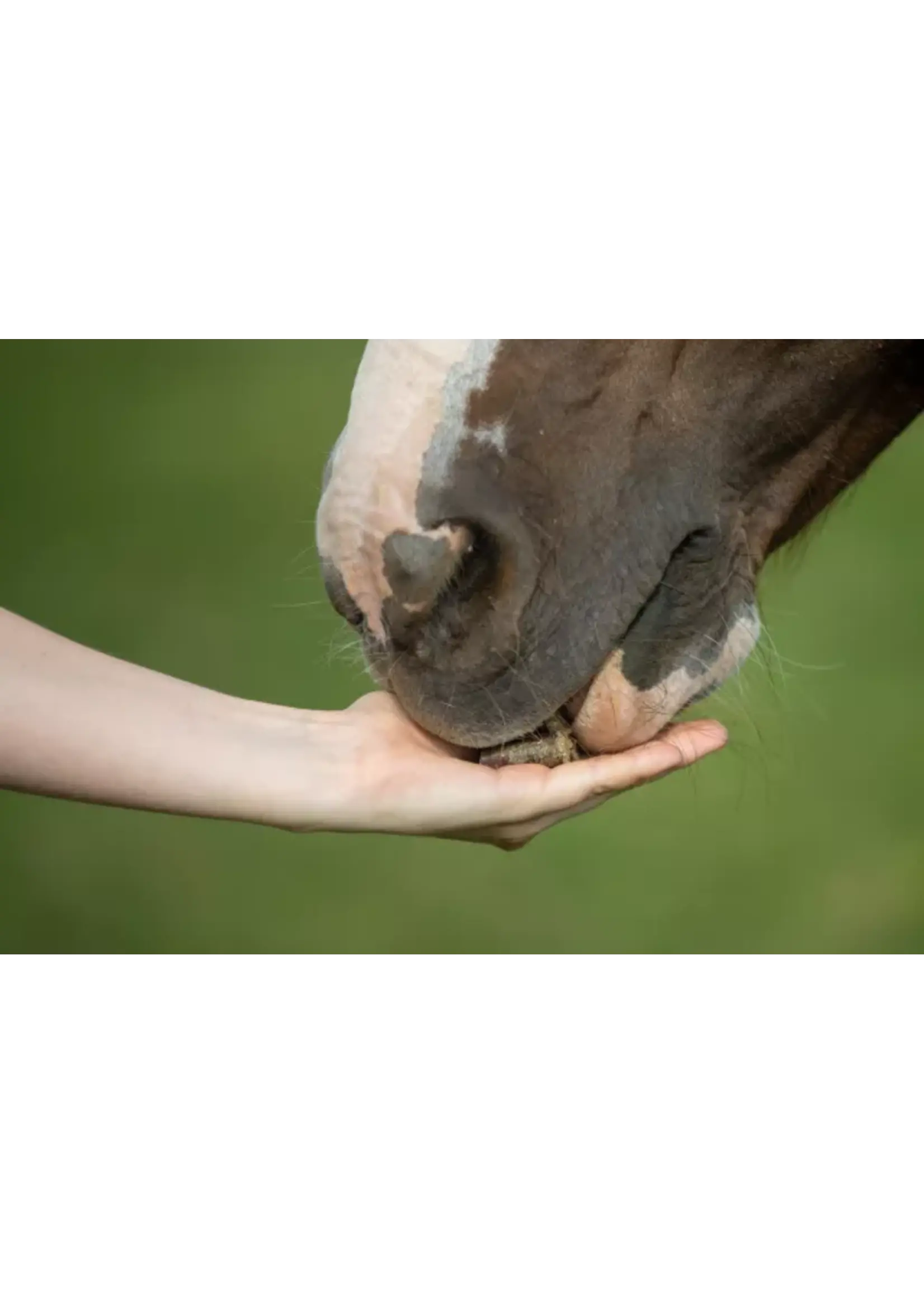 Vitalstyle VitalStyle Healties Chamomile 1 kg | Natural chamomile reward for horses and ponies