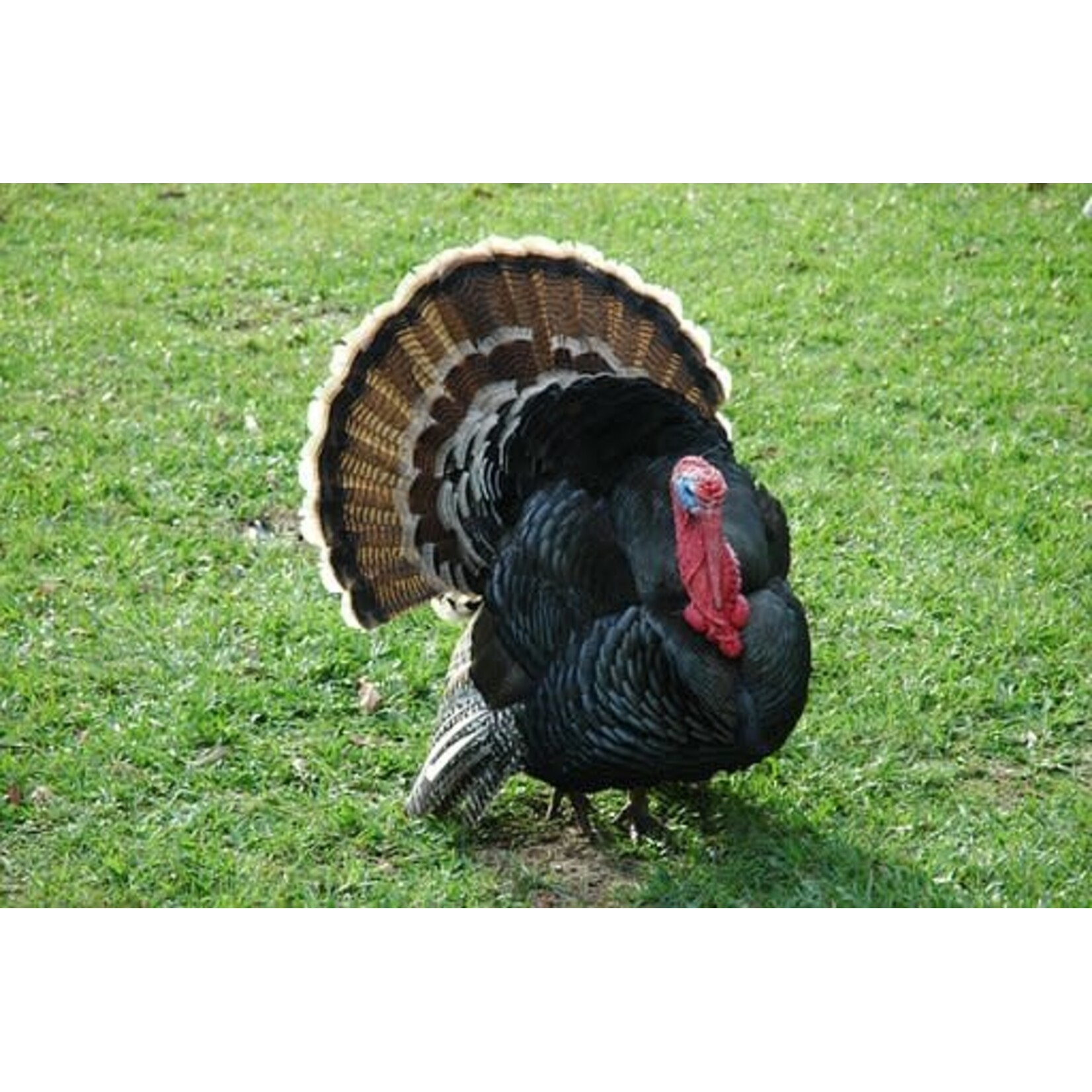 Turkey - impressive and characterful poultry for hobby farms and free-range keeping