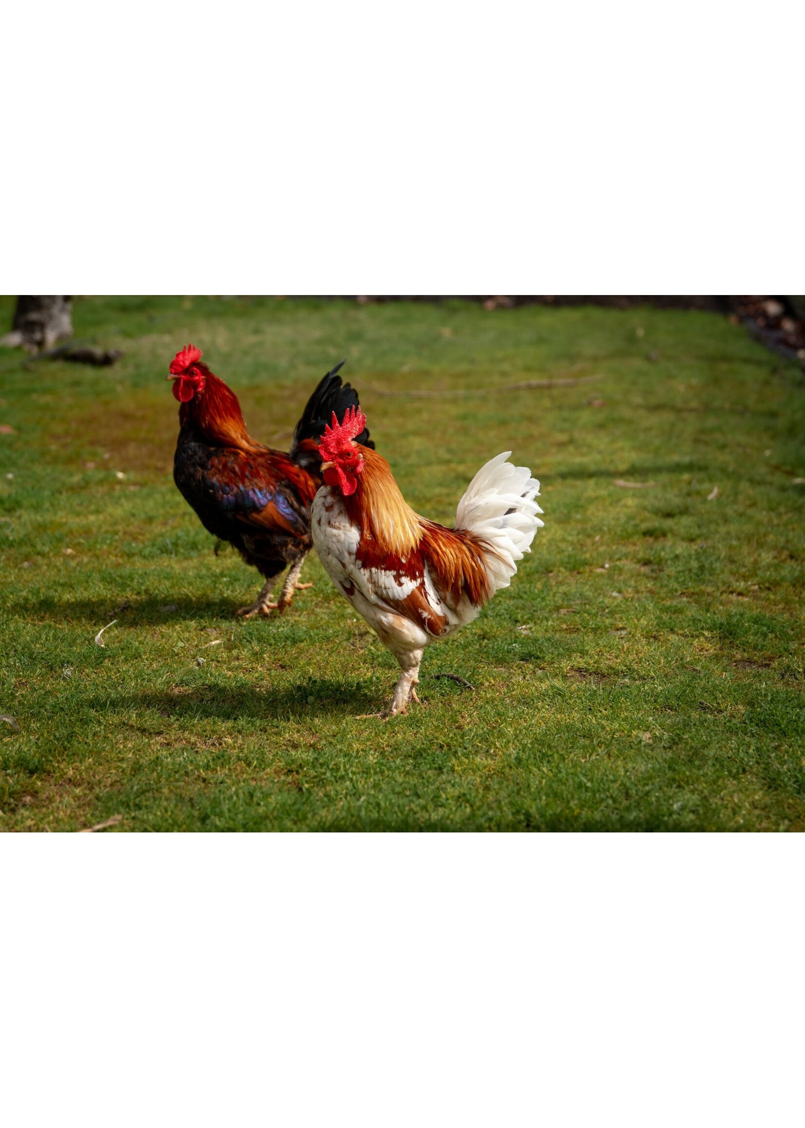 Rooster for laying hens