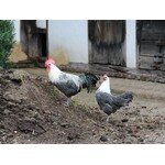 Poulet  - Braekel argenté