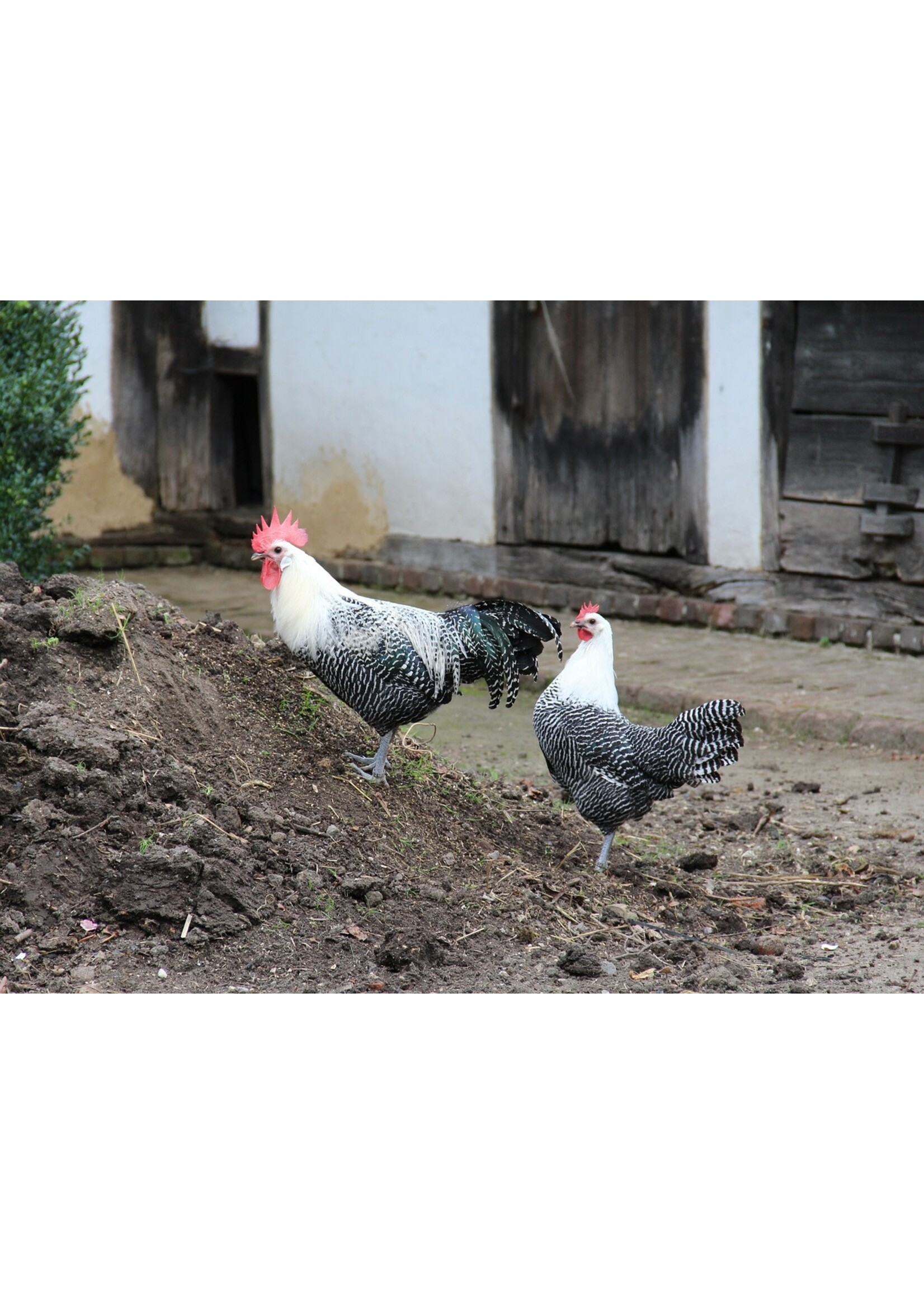 Silver Campine chicken - active Belgian breed with white eggs and striking silver plumage
