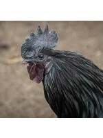 Sierkip - Ayam Cenami