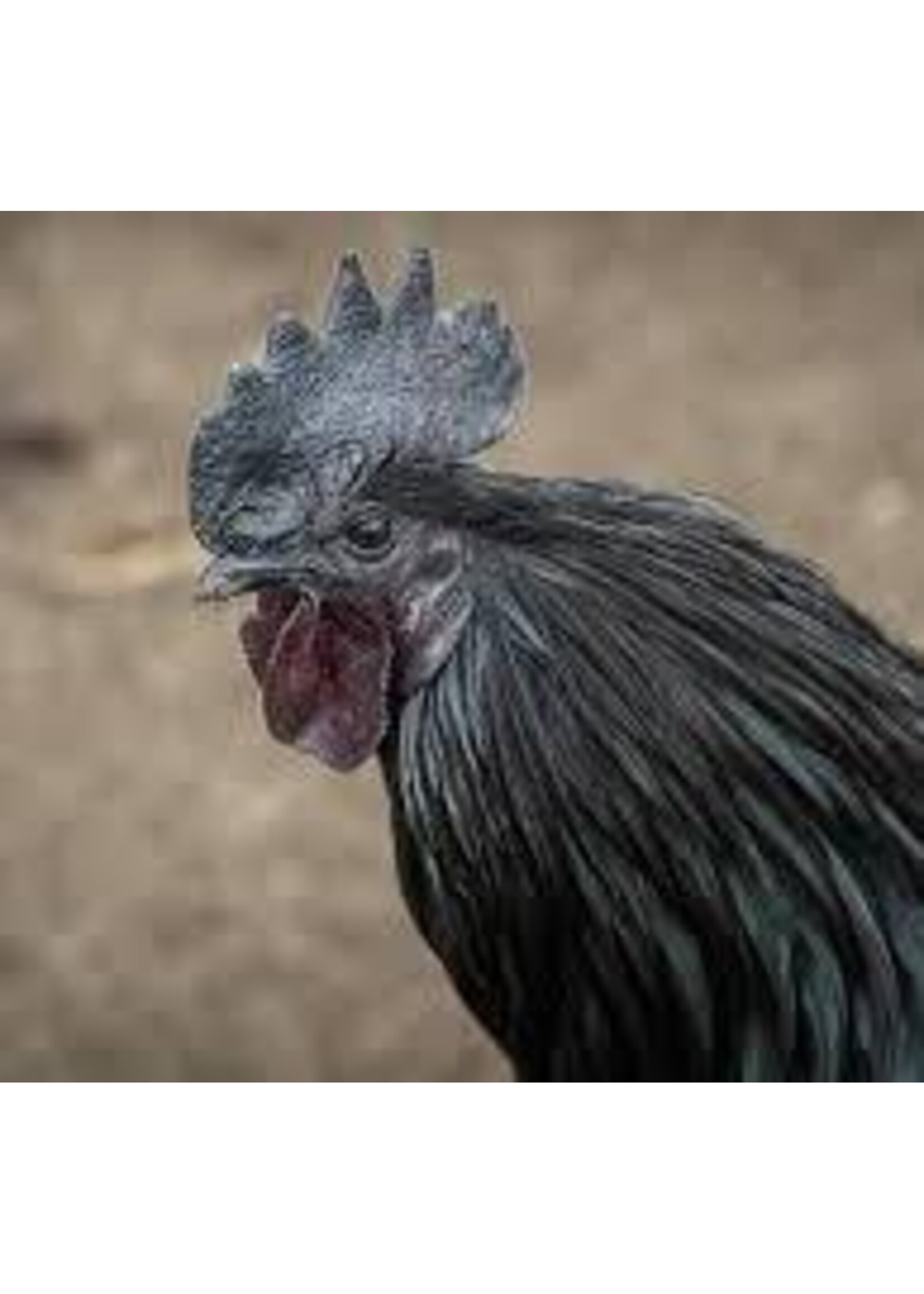 Ayam Cenami ornamental chicken - distinctive black chicken with a striking appearance