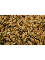 Lannoo Lannoo Gekuiste spelt 20 kg