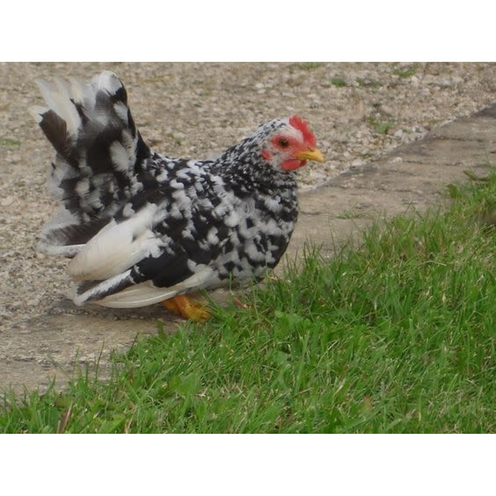 Sierkip Chabo - charmante Japanse krielkip met vriendelijk karakter en unieke bouw