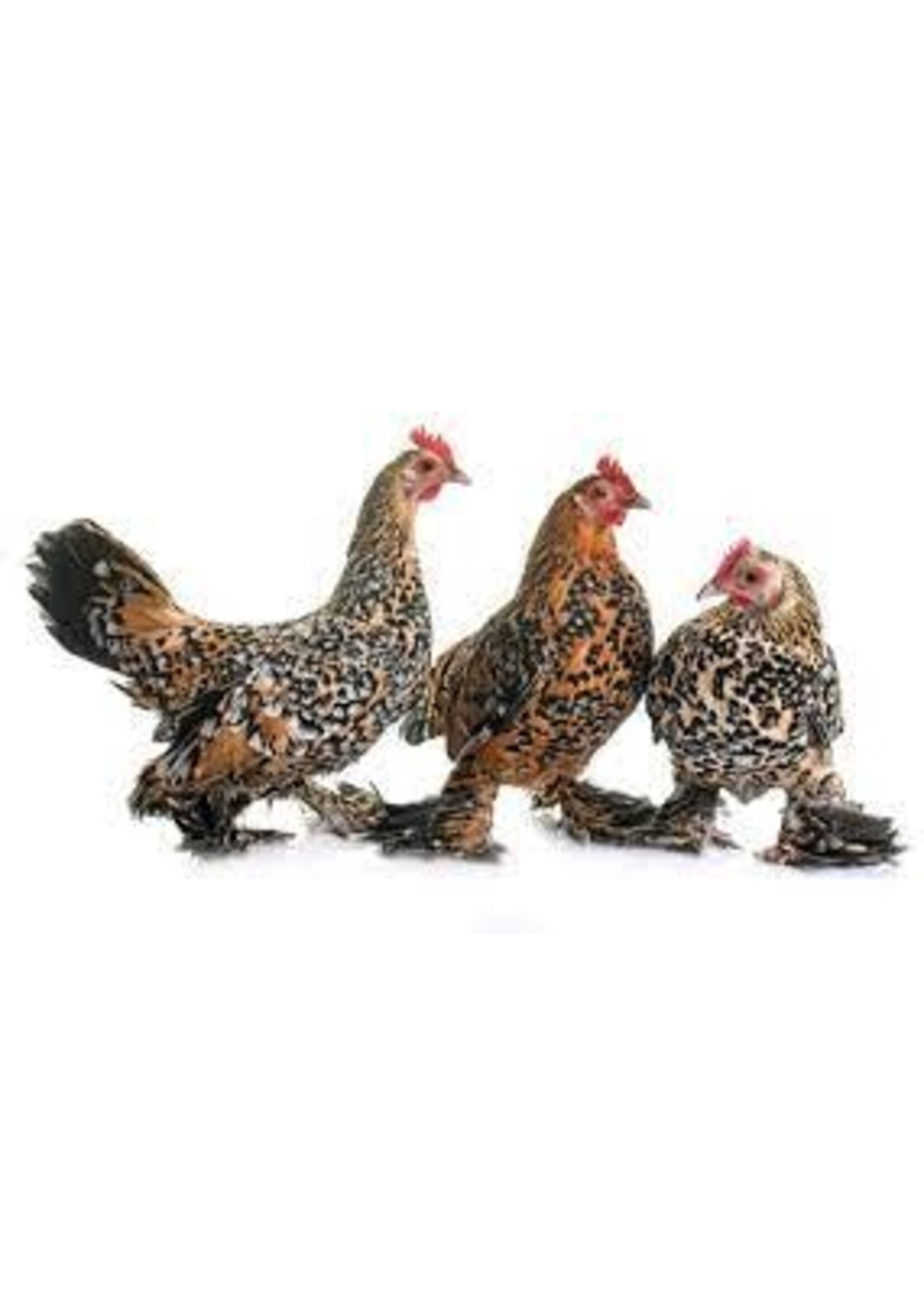 Ornamental chicken - Booted Bantam