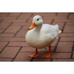 Mulard Duck