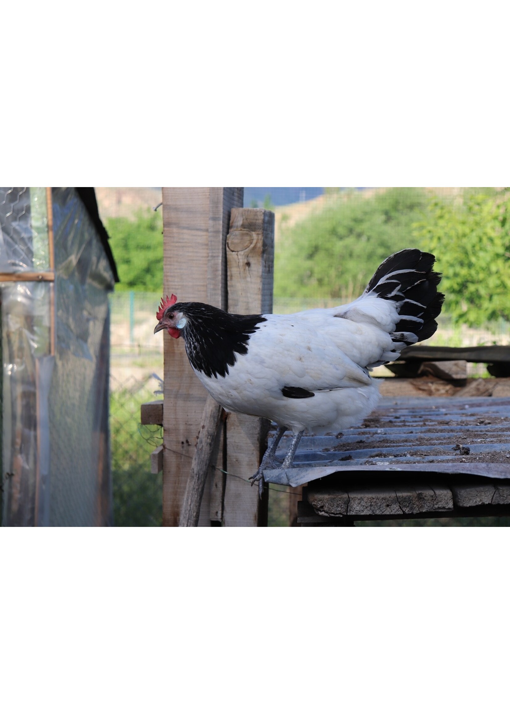 Poule naine  - Lakenvelder