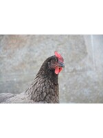 Grey laying hen Bleu de Landes