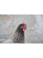 Poule pondeuse Bleu de Landes grise