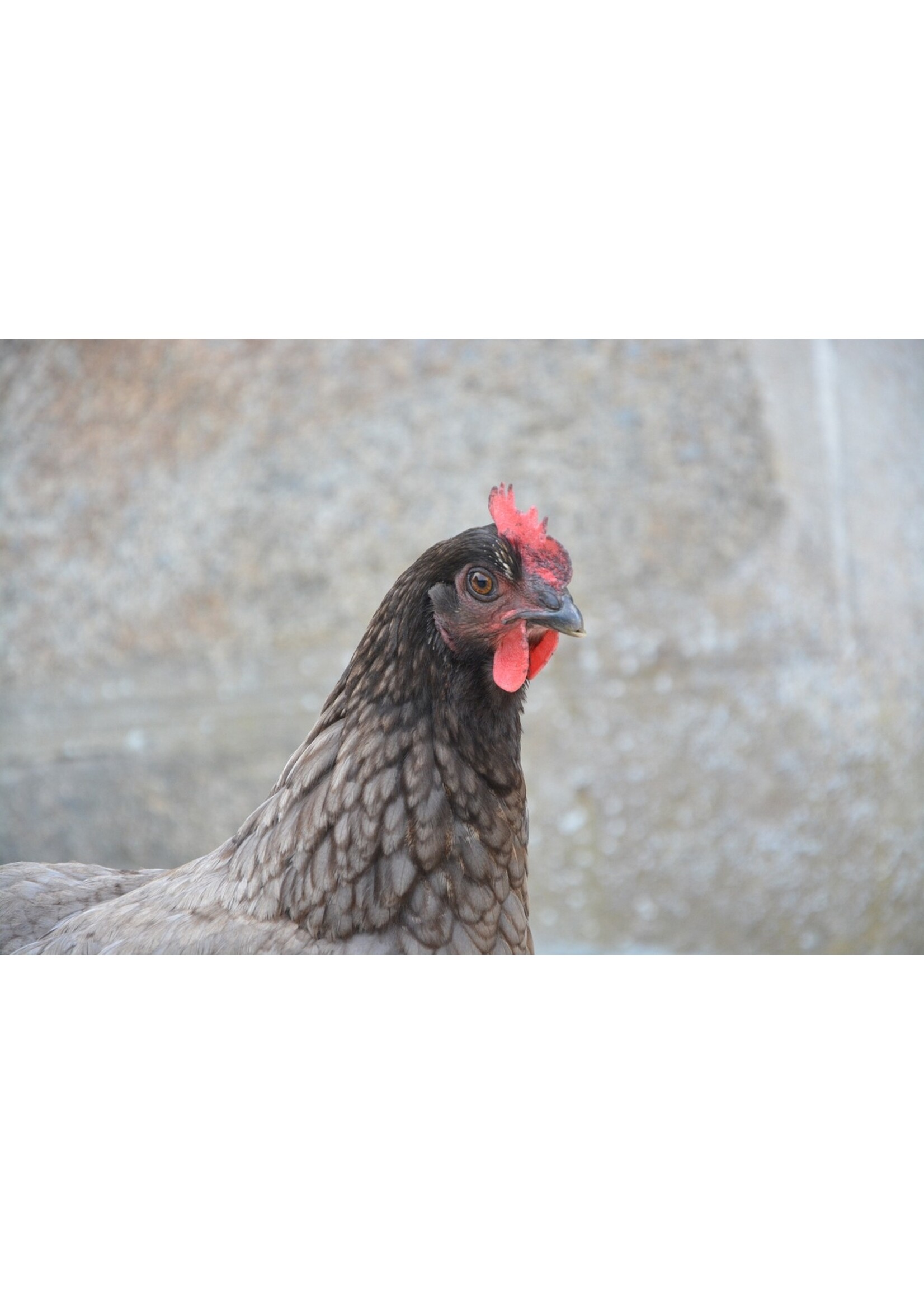 Poule pondeuse Bleu de Landes grise - poule calme aux œufs bruns