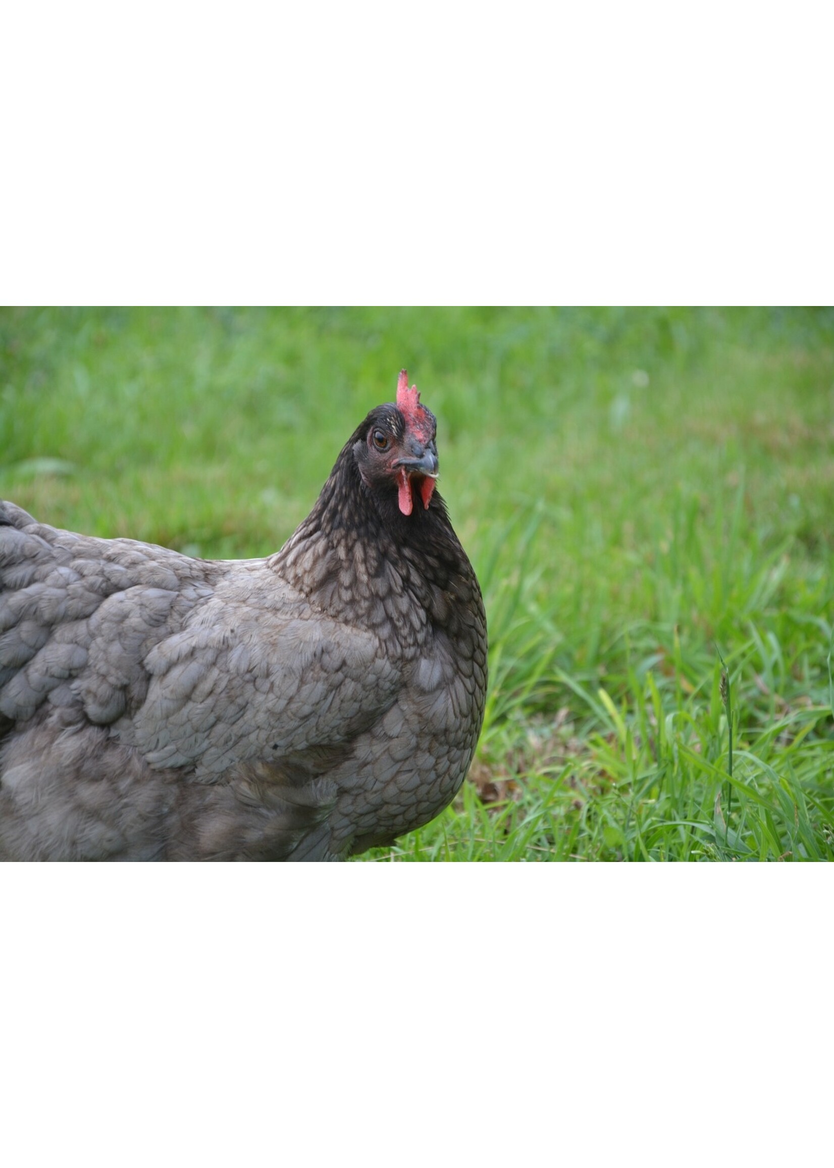 Poule pondeuse Bleu de Landes grise - poule calme aux œufs bruns