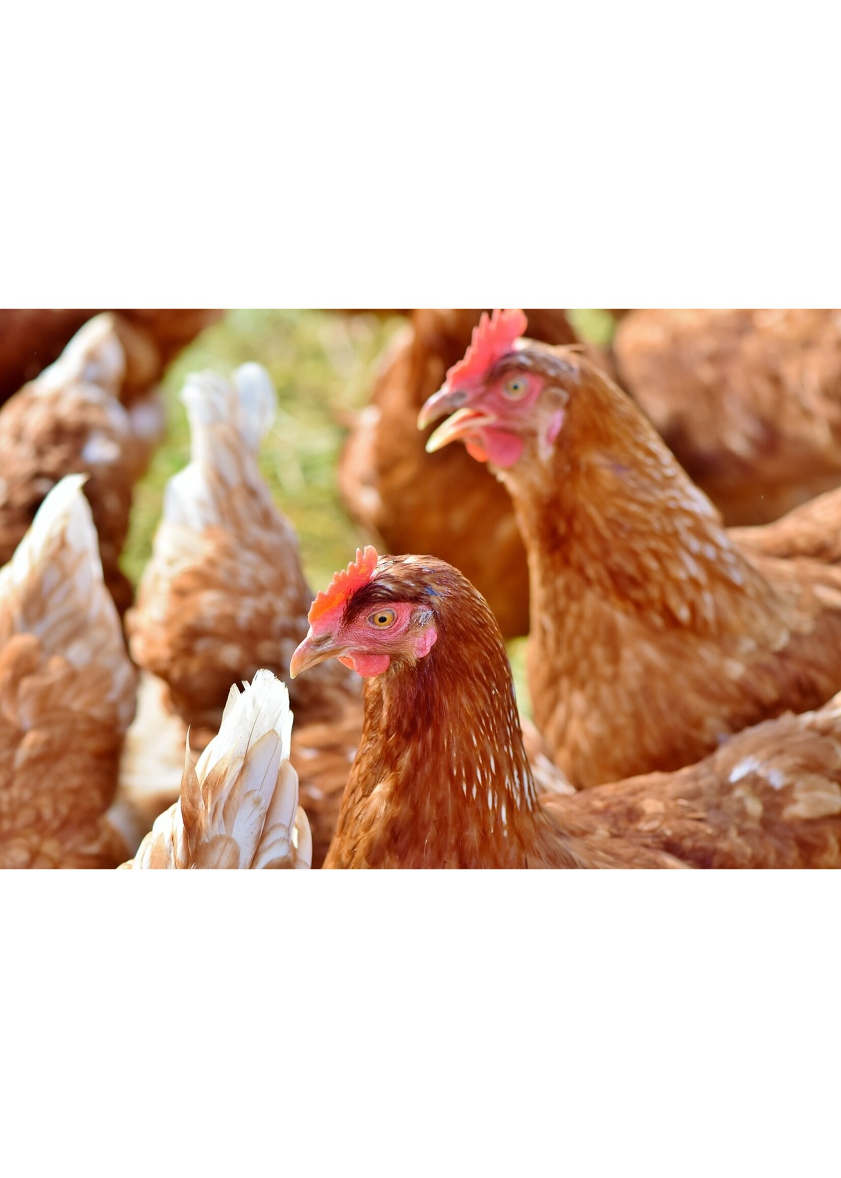 Poule pondeuse brune - pondeuse fiable et facile avec une excellente ponte