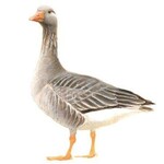 Gans wit/bruin