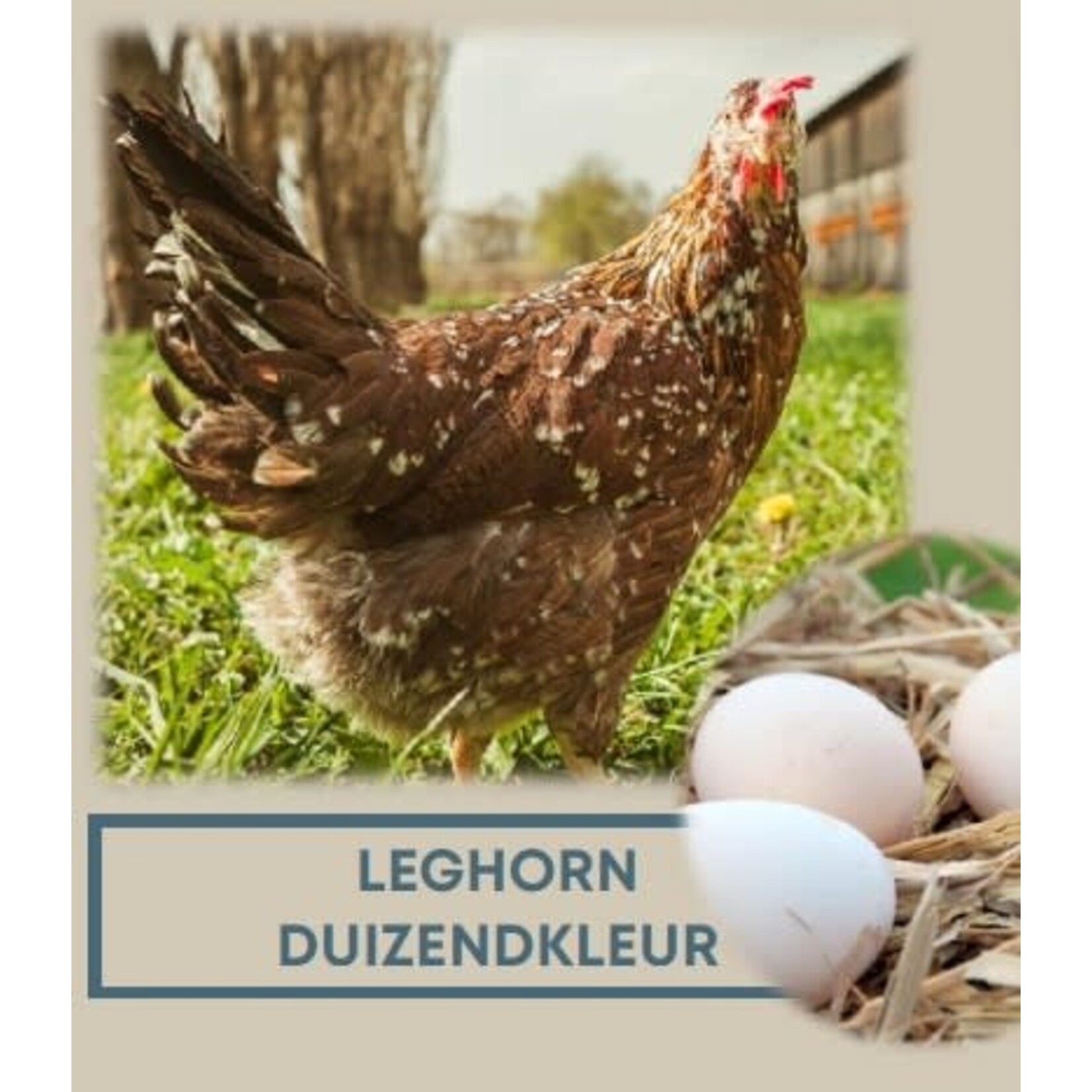 Leghorn Millefleurs - poule active au plumage original et aux œufs colorés