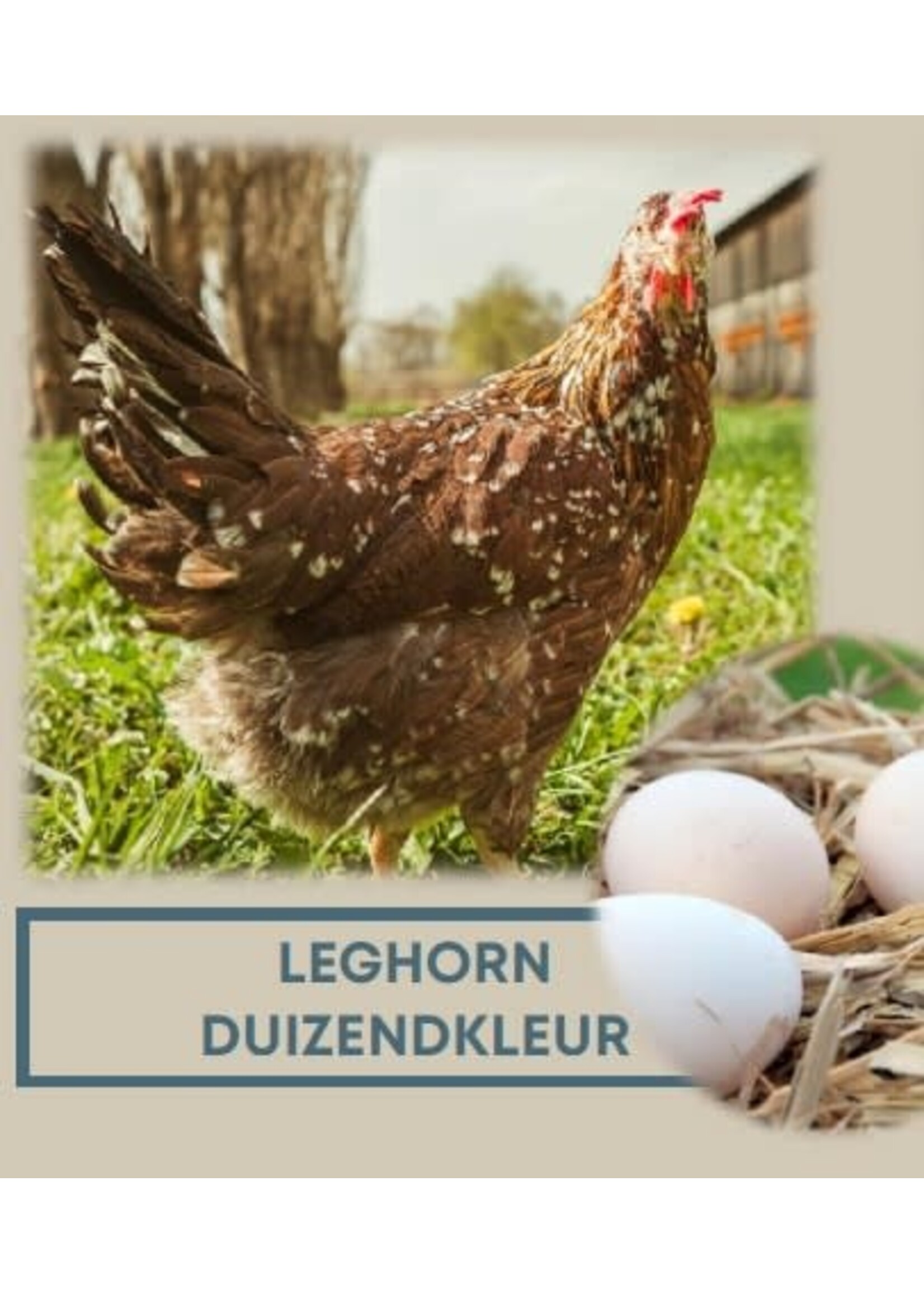 Sierkip met gekleurde eieren Duizendkleur (Leghorn)
