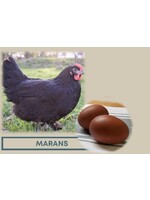 Sierkip met gekleurde eieren Maran Cuivré