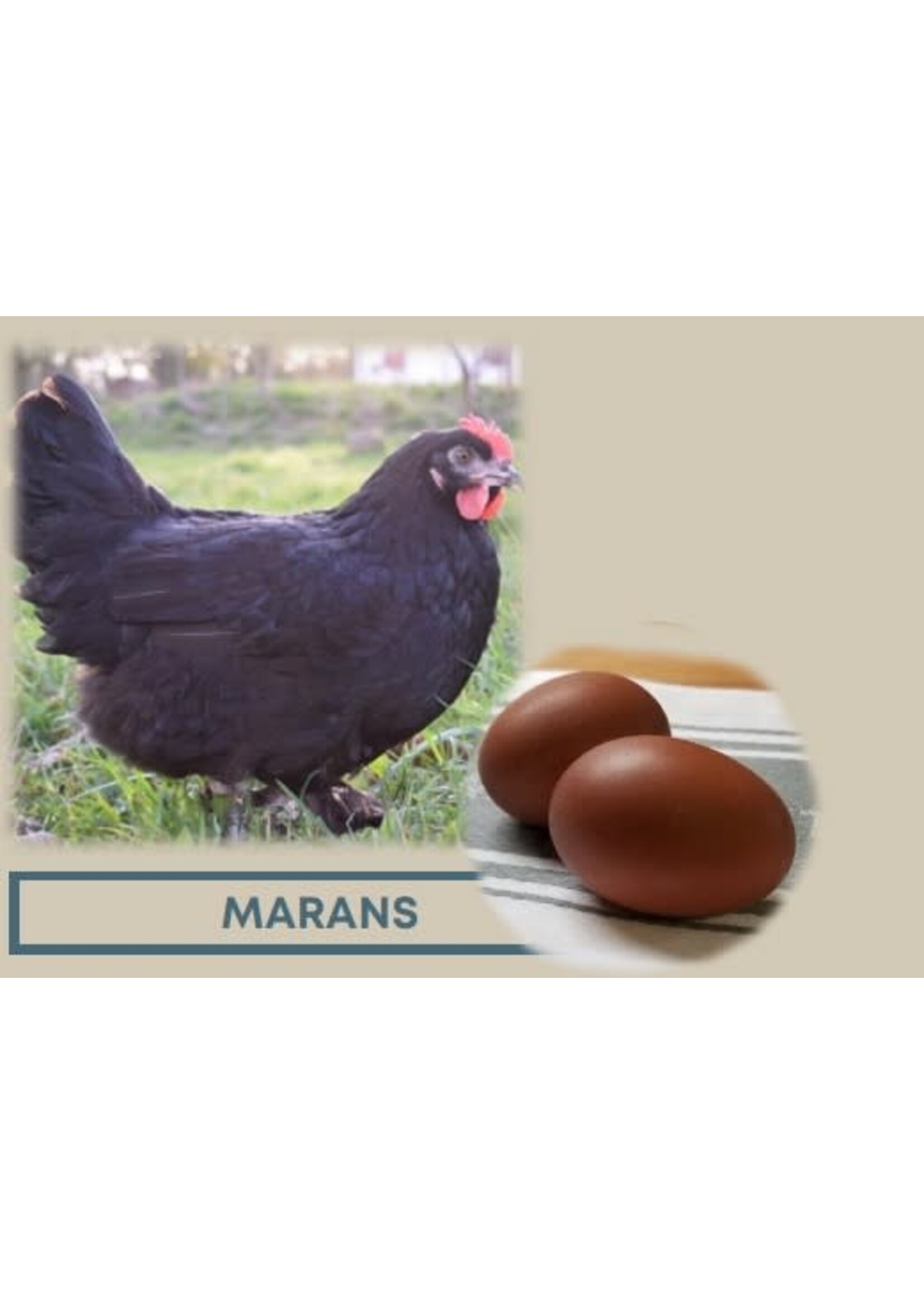 Sierkip met gekleurde eieren Maran Cuivré