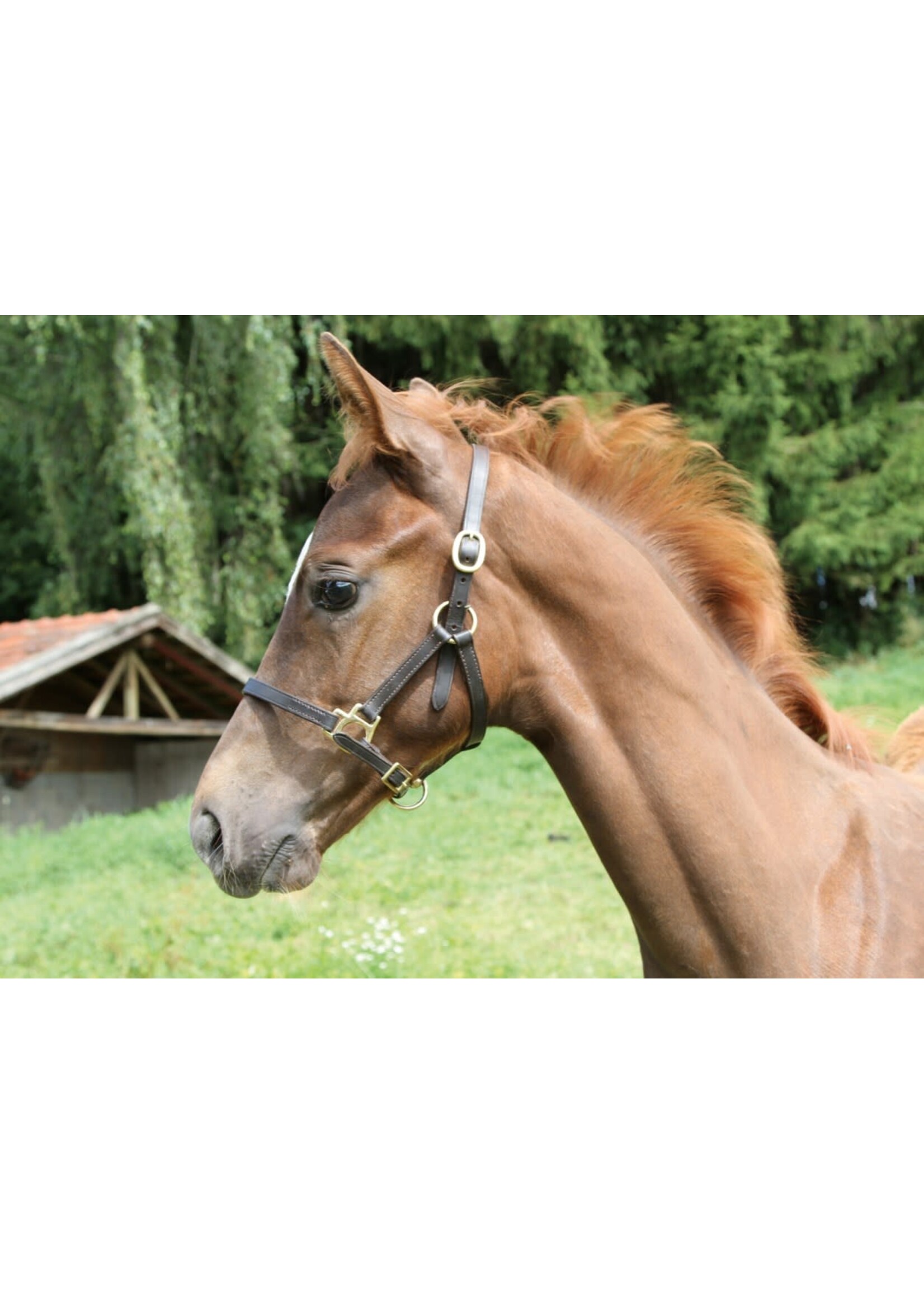 Halster Eco Leder Veulen Bruin