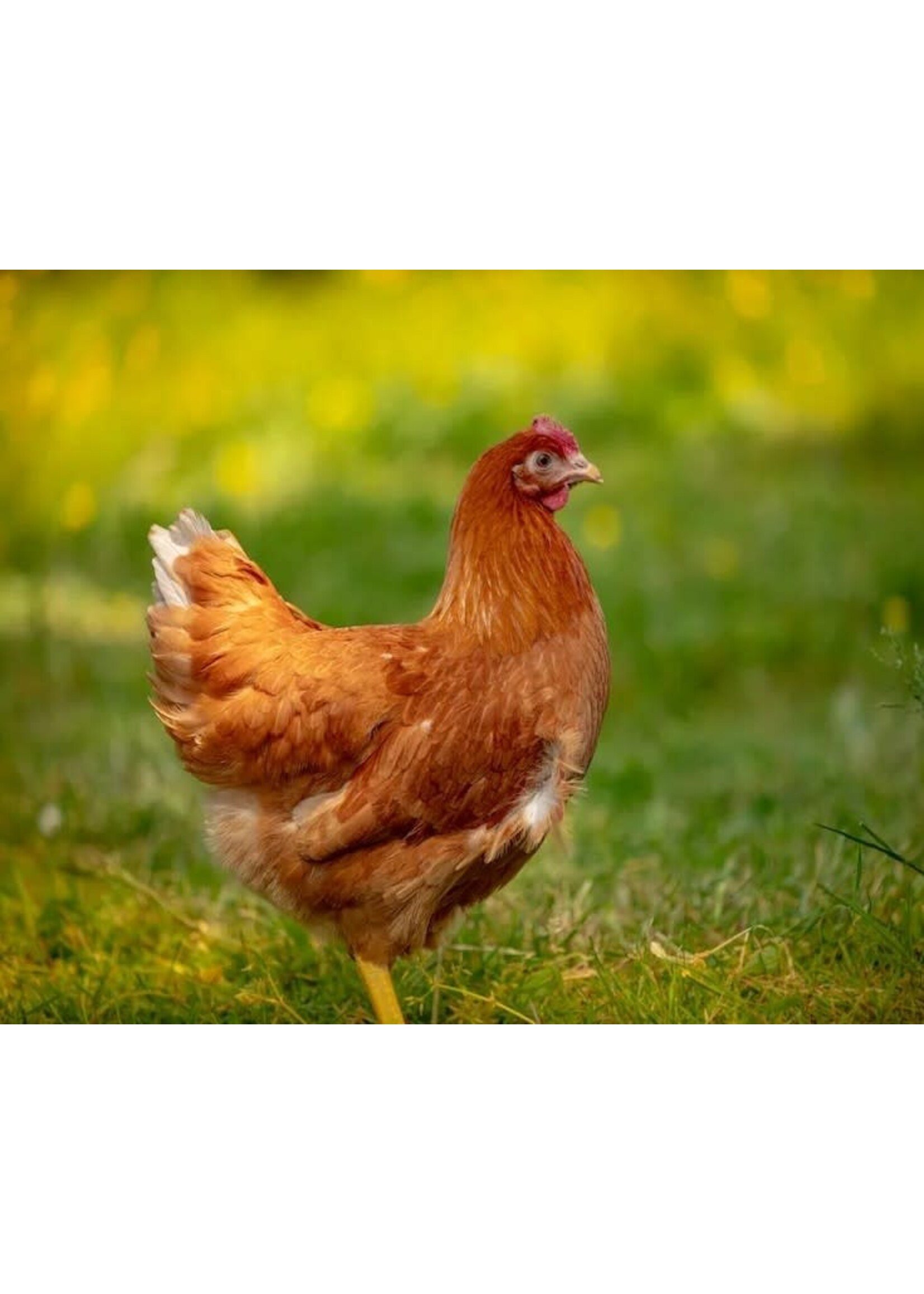 Poule pondeuse brune