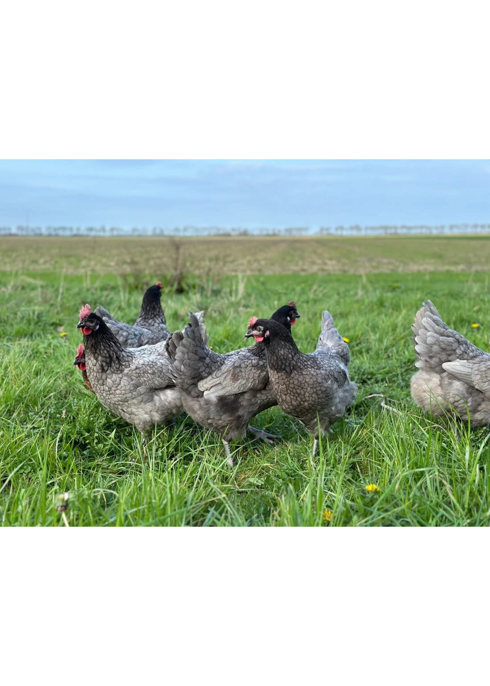 Grey Bleu de Landes laying hen - calm layer with brown eggs