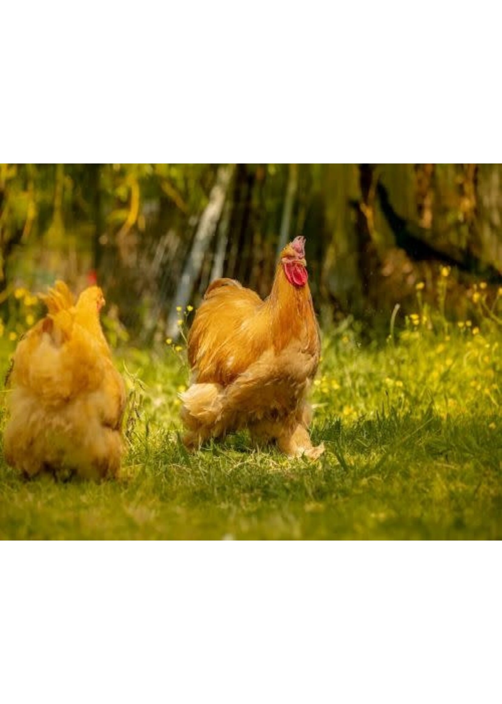 Rooster for laying hens - for a complete flock and fertile eggs