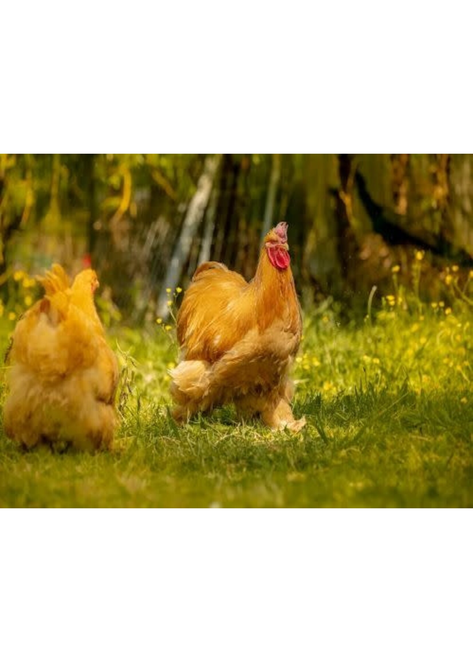 Rooster for laying hens