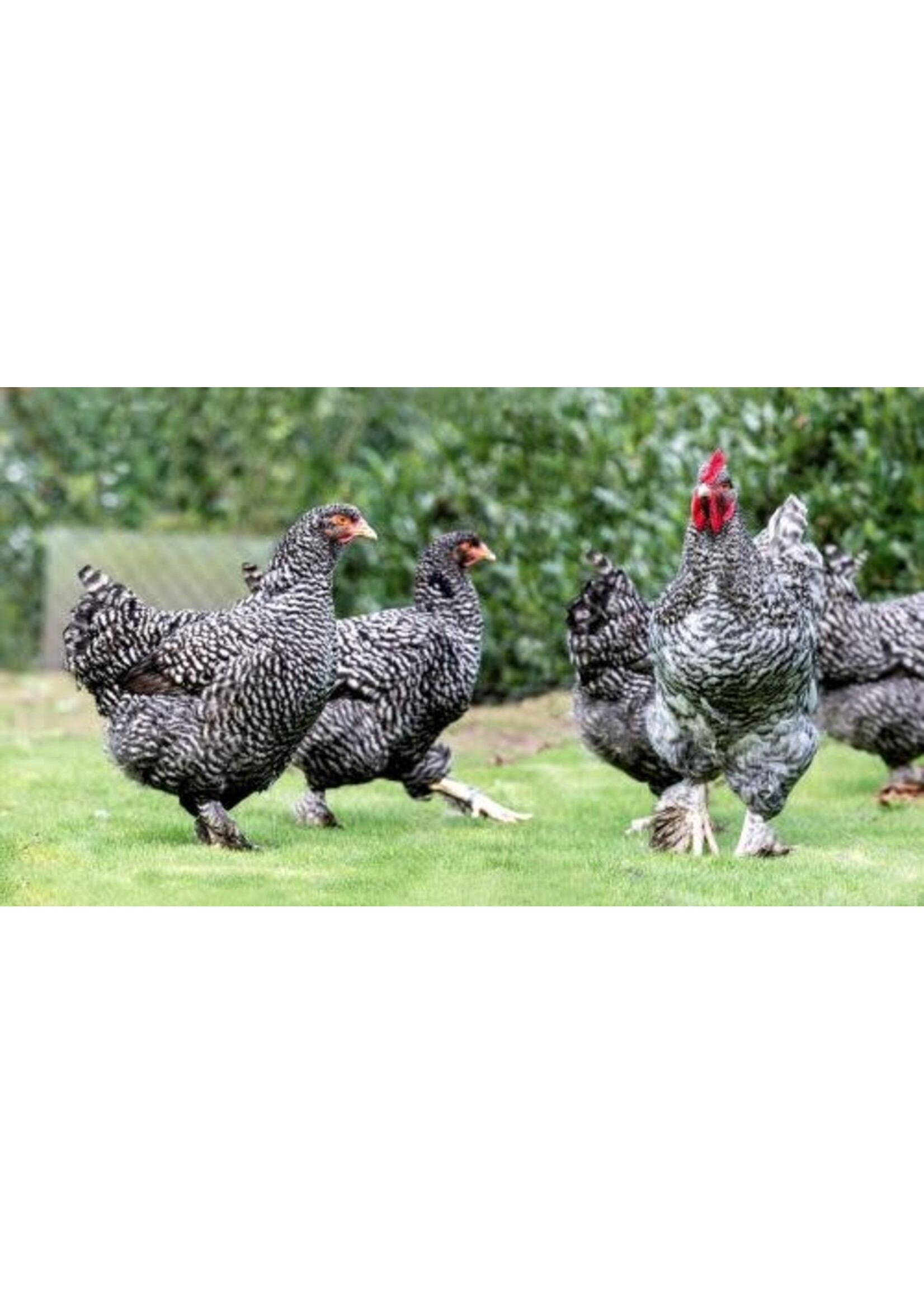 Malinois cuckoo laying hen