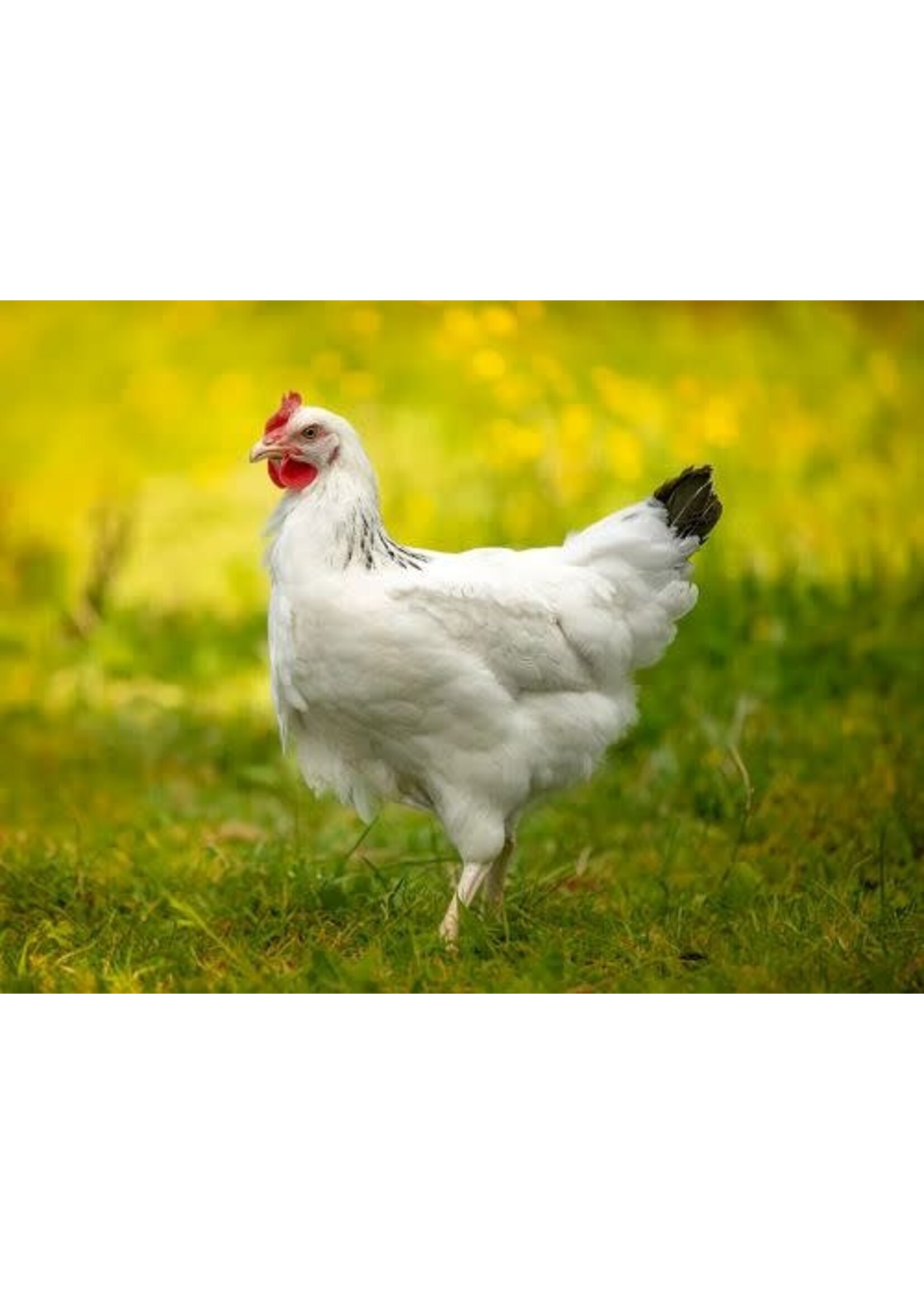 Poule pondeuse Sussex blanche - poule calme et polyvalente aux œufs brun clair
