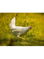 Poule pondeuse Leghorn blanche