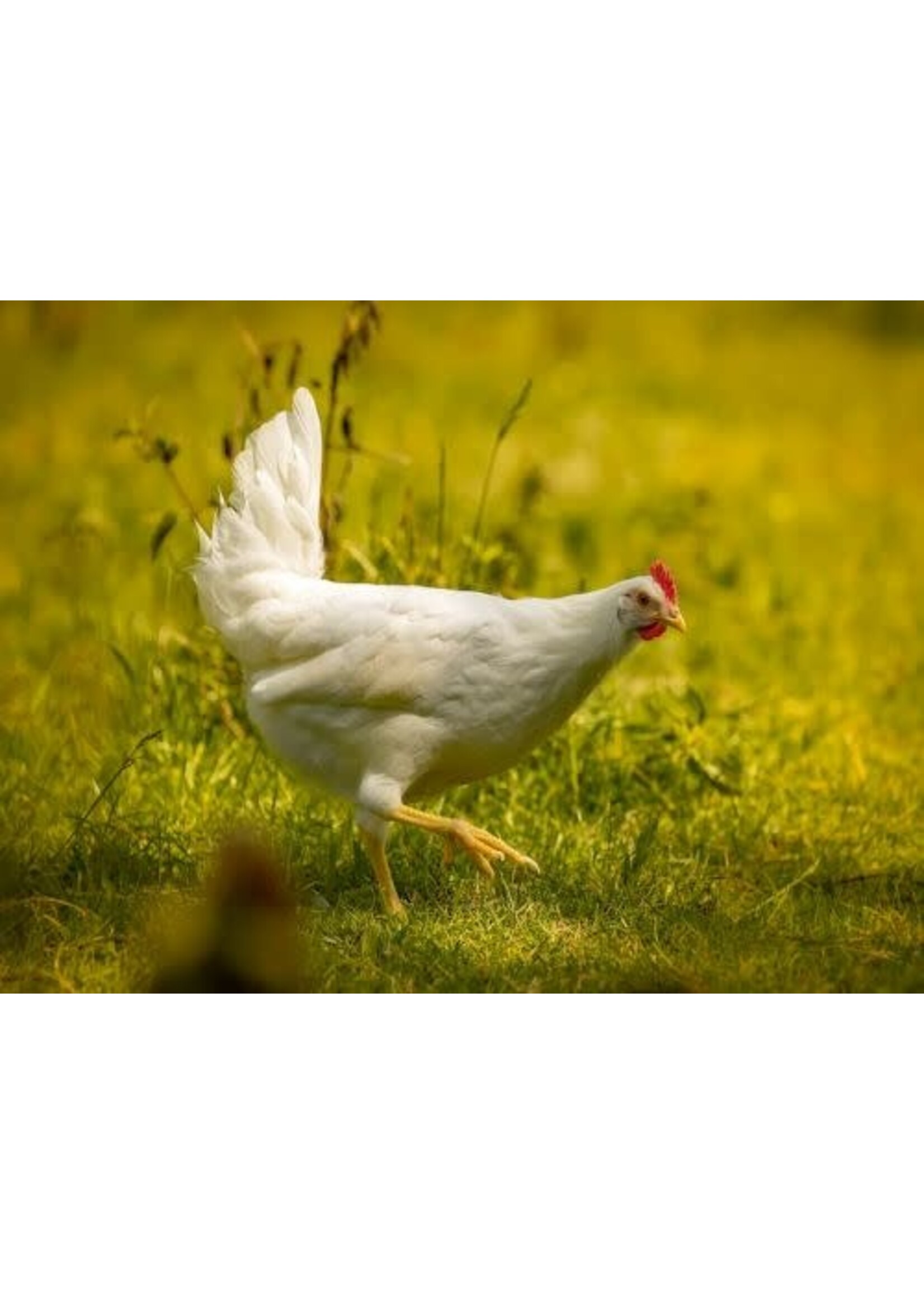 White Leghorn laying hen - active layer with high egg production and white eggs
